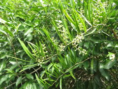 Asparagus falcatus