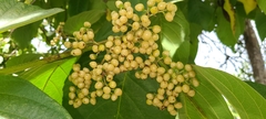 Cordia sulcata
