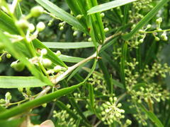 Asparagus falcatus