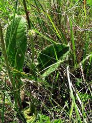 Berkheya setifera