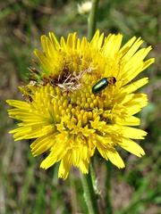 Berkheya setifera
