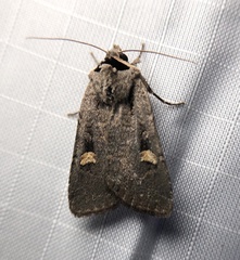 Adelphagrotis indeterminata