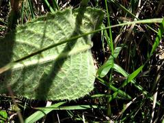 Berkheya setifera