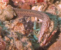 Gymnothorax zonipectis