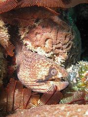 Gymnothorax breedeni