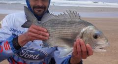 Sparodon durbanensis