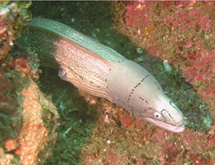 Gymnothorax griseus