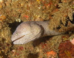 Gymnothorax nudivomer