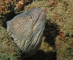 Gymnothorax nudivomer