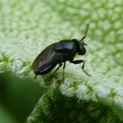 Discomyza