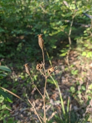 Silene noctiflora