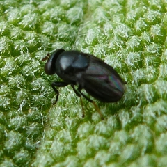 Discomyza
