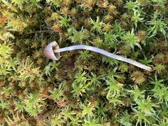Psathyrella frustulenta