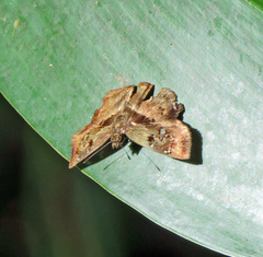 Quadrus lugubris