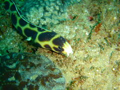 Myrichthys maculosus