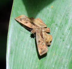 Quadrus lugubris