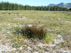 Staberoha distachyos