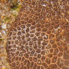 Anomastraea irregularis