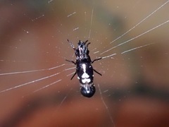 Cyclosa bulla