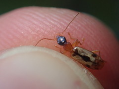 Demetrias imperialis