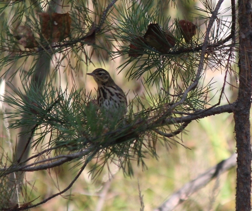 Bisbita de Hodgson (Anthus hodgsoni)