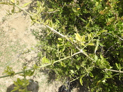 Cissus quadrangularis