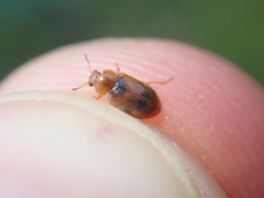 Coccidula scutellata