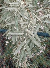 Elaeagnus angustifolia