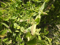 Cissus quadrangularis