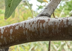 Elaeagnus angustifolia