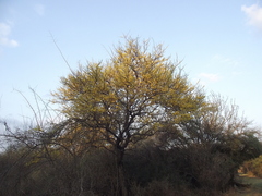 Geoffroea decorticans