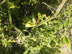 Cissus quadrangularis