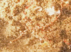 Corythoichthys flavofasciatus