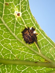 Rhamphus oxyacanthae