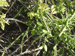Cissus quadrangularis
