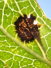 Rhamphus oxyacanthae