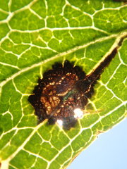 Rhamphus oxyacanthae