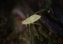 Calaphidina