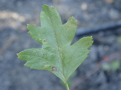 Rhamphus oxyacanthae