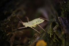Calaphidina