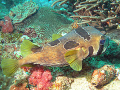 Diodon liturosus