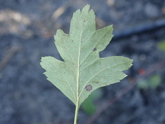 Rhamphus oxyacanthae