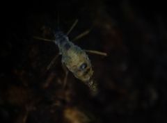 Calaphidina