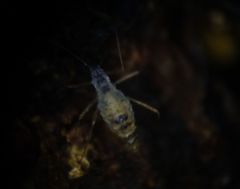 Calaphidina