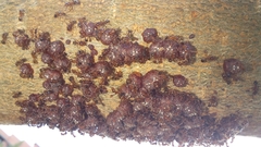 Lophomyrmex
