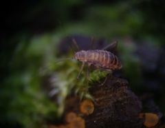 Calaphidina