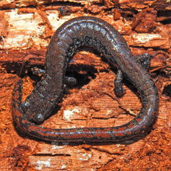 Batrachoseps wrighti