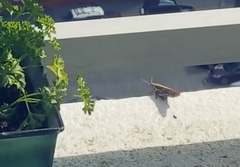 Schistocerca americana