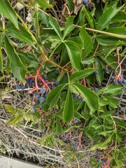 Parthenocissus quinquefolia