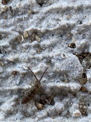 Orchesella villosa